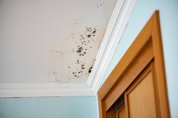 Best Residential Mold Remediation in Badin, NC
