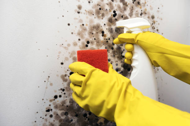 Best Black Mold Remediation in Badin, NC